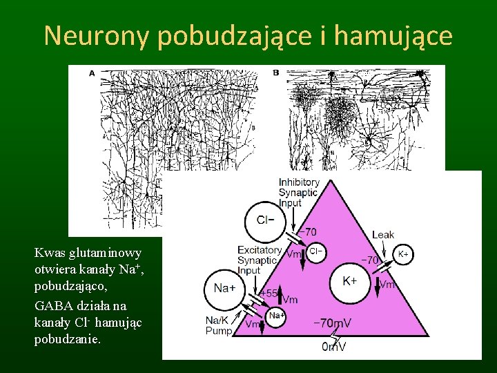 Neurony pobudzające i hamujące Kwas glutaminowy otwiera kanały Na+, pobudzająco, GABA działa na kanały