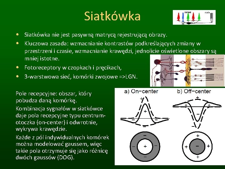 Siatkówka • Siatkówka nie jest pasywną matrycą rejestrującą obrazy. • Kluczowa zasada: wzmacnianie kontrastów