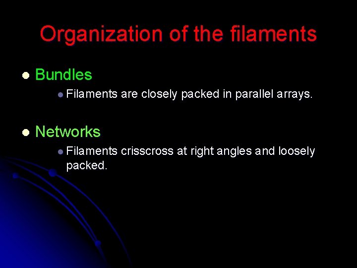 Organization of the filaments l Bundles l Filaments l are closely packed in parallel