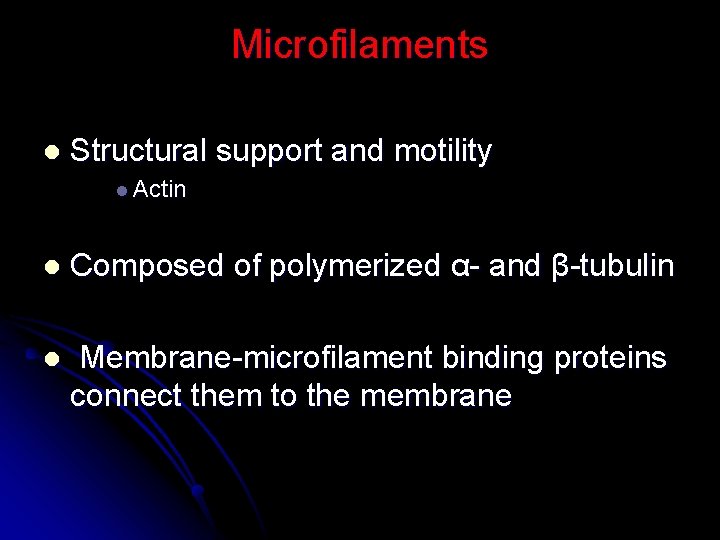 Microfilaments l Structural support and motility l Actin l Composed of polymerized α- and