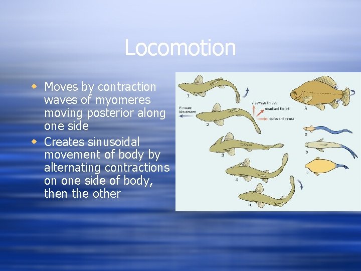 Locomotion w Moves by contraction waves of myomeres moving posterior along one side w