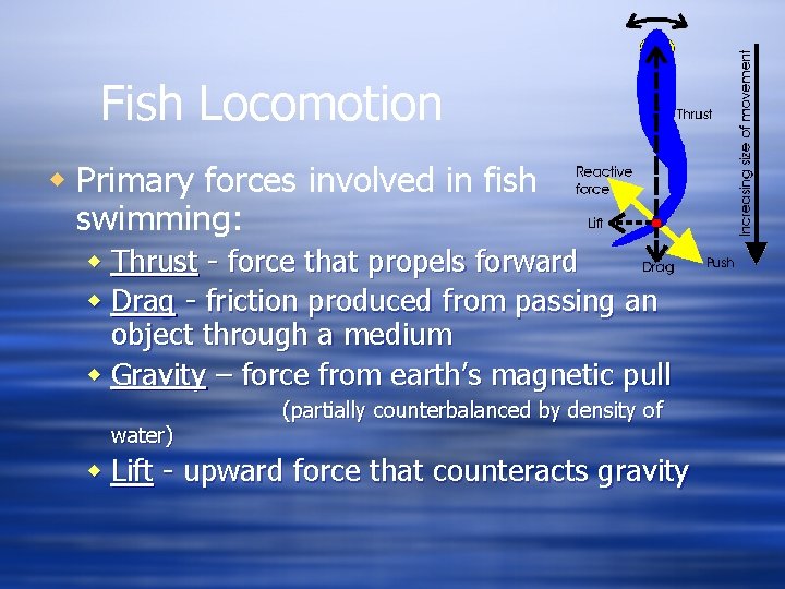 Fish Locomotion w Primary forces involved in fish swimming: w Thrust - force that