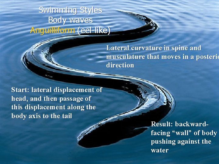 Swimming Styles Body waves Anguilliform (eel-like) Lateral curvature in spine and musculature that moves