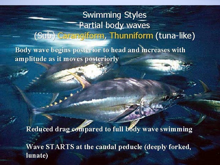 Swimming Styles Partial body waves (Sub) Carangiform, Thunniform (tuna-like) Body wave begins posterior to