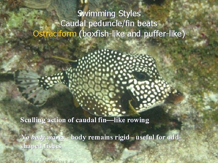 Swimming Styles Caudal peduncle/fin beats Ostraciform (boxfish-like and puffer-like) Sculling action of caudal fin—like