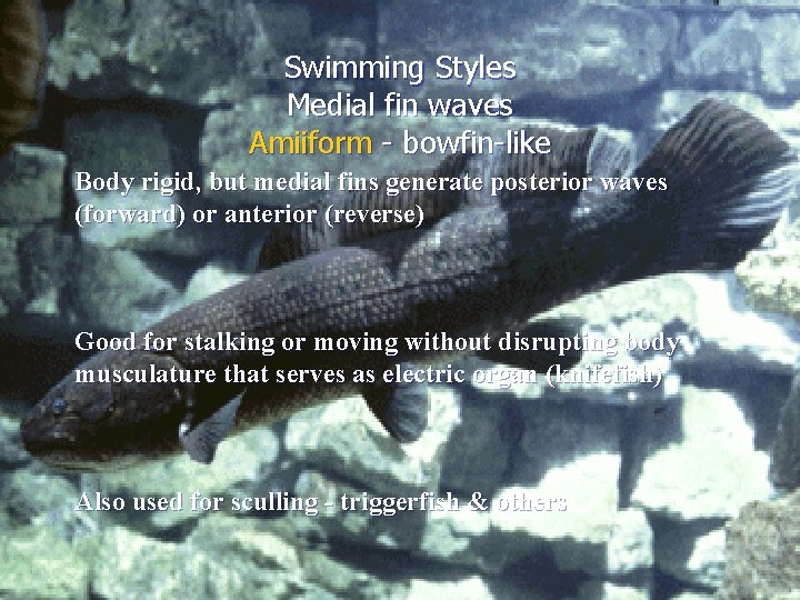 Swimming Styles Medial fin waves Amiiform - bowfin-like Body rigid, but medial fins generate