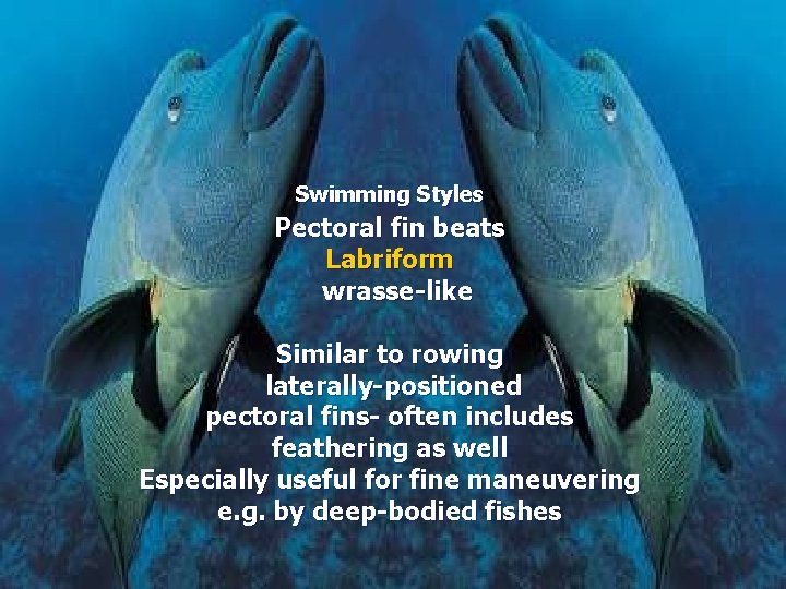 Swimming Styles Pectoral fin beats Labriform wrasse-like Similar to rowing laterally-positioned pectoral fins- often