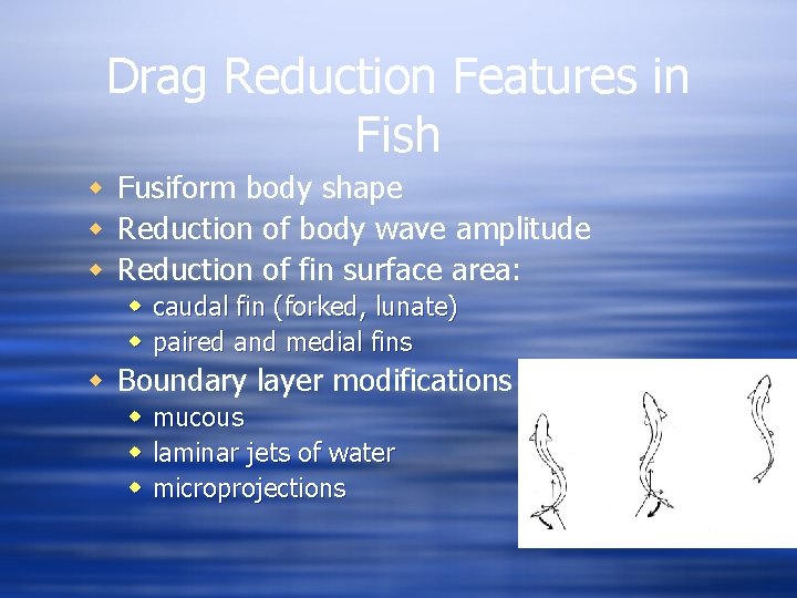 Drag Reduction Features in Fish w Fusiform body shape w Reduction of body wave