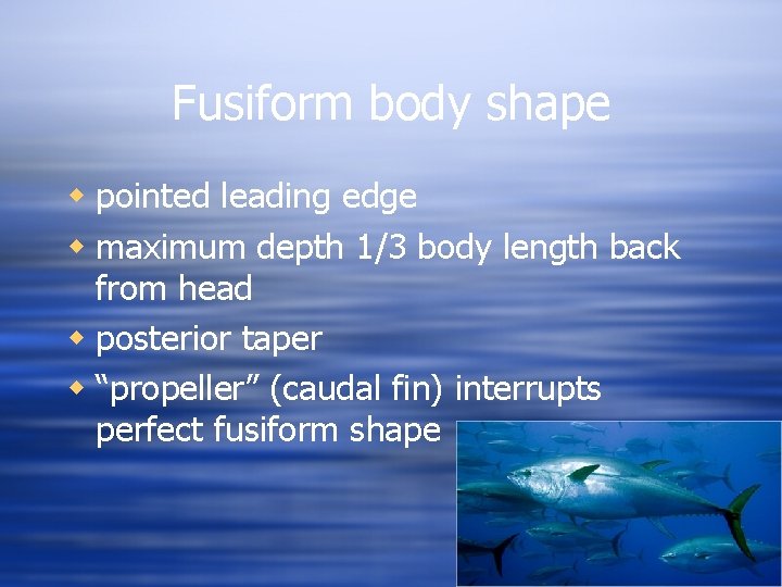 Fusiform body shape w pointed leading edge w maximum depth 1/3 body length back