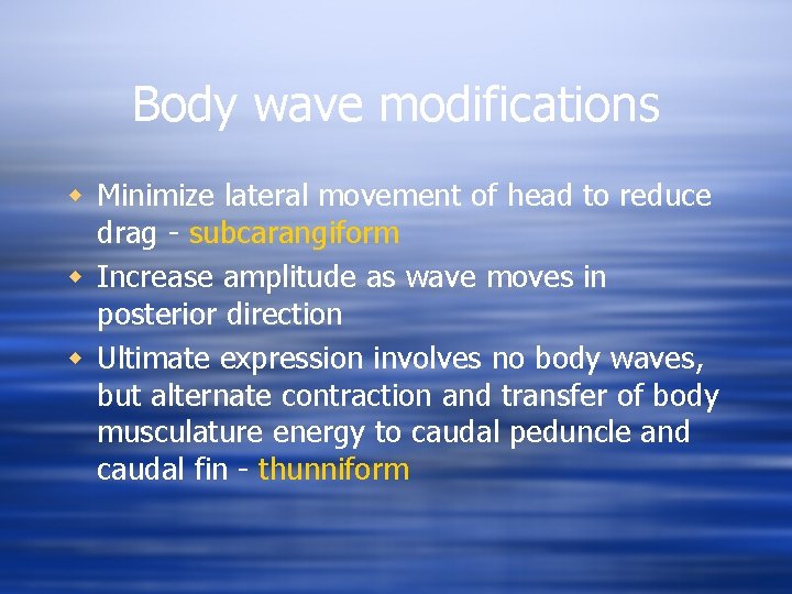 Body wave modifications w Minimize lateral movement of head to reduce drag - subcarangiform