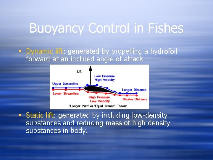 Buoyancy Control in Fishes w Dynamic lift: generated by propelling a hydrofoil forward at