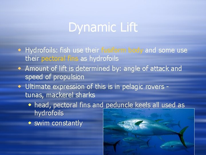 Dynamic Lift w Hydrofoils: fish use their fusiform body and some use their pectoral