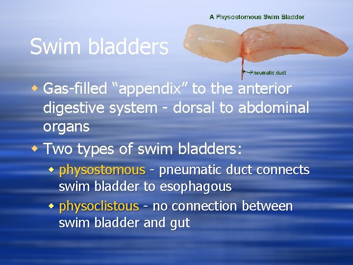 Swim bladders w Gas-filled “appendix” to the anterior digestive system - dorsal to abdominal