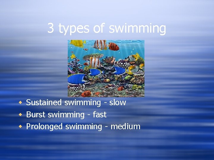 3 types of swimming w Sustained swimming - slow w Burst swimming - fast