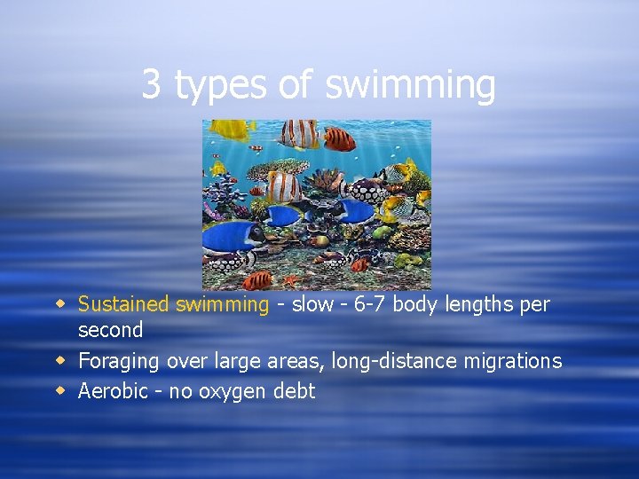 3 types of swimming w Sustained swimming - slow - 6 -7 body lengths