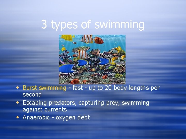 3 types of swimming w Burst swimming - fast - up to 20 body