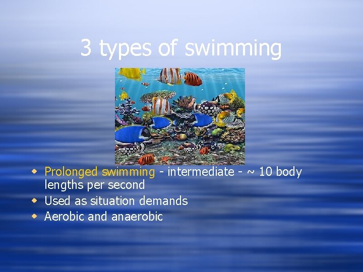 3 types of swimming w Prolonged swimming - intermediate - ~ 10 body lengths