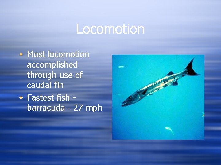 Locomotion w Most locomotion accomplished through use of caudal fin w Fastest fish barracuda