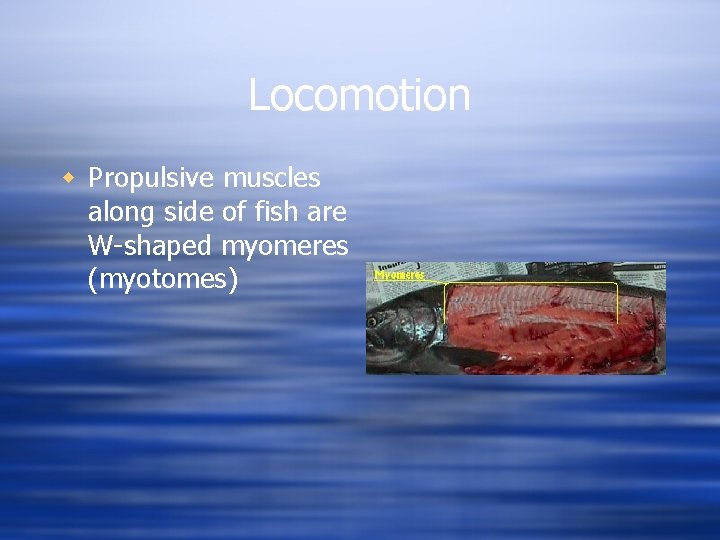 Locomotion w Propulsive muscles along side of fish are W-shaped myomeres (myotomes) 