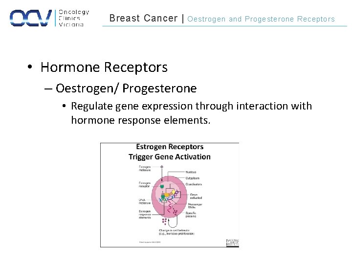 Breast Cancer | Oestrogen and Progesterone Receptors • Hormone Receptors – Oestrogen/ Progesterone •