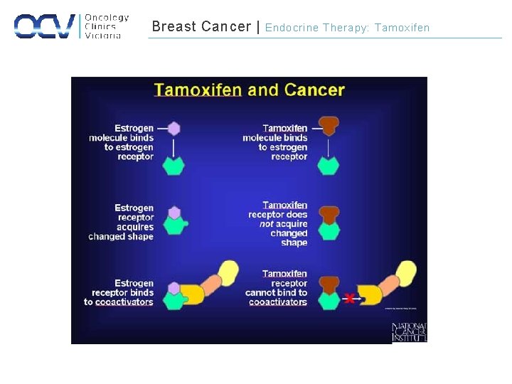 Breast Cancer | Endocrine Therapy: Tamoxifen 