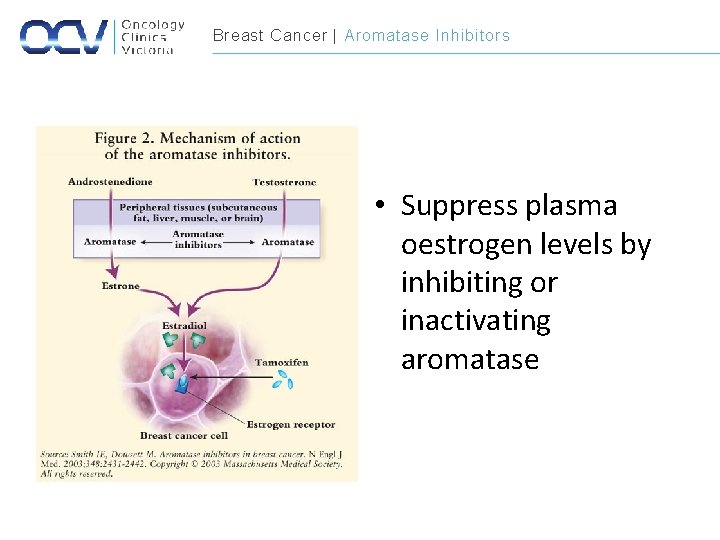 Breast Cancer | Aromatase Inhibitors • Suppress plasma oestrogen levels by inhibiting or inactivating