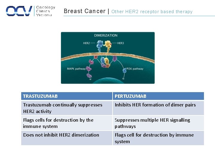 Breast Cancer | Other HER 2 receptor based therapy TRASTUZUMAB PERTUZUMAB Trastuzumab continually suppresses