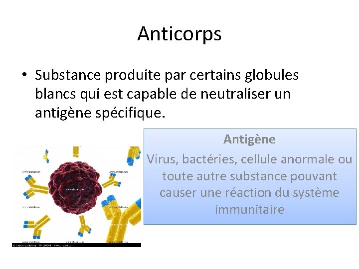 Anticorps • Substance produite par certains globules blancs qui est capable de neutraliser un