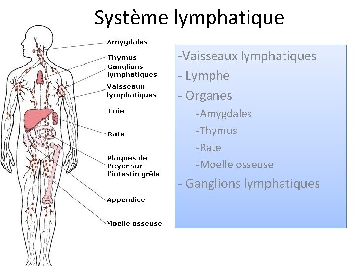 Système lymphatique -Vaisseaux lymphatiques - Lymphe - Organes -Amygdales -Thymus -Rate -Moelle osseuse -