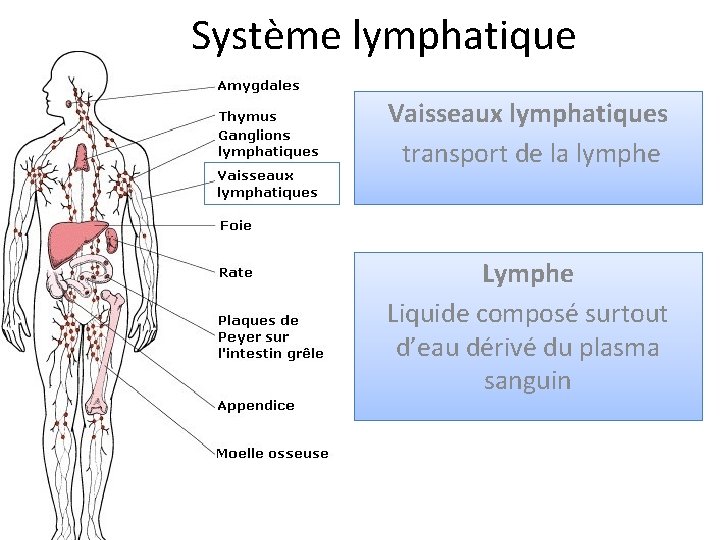 Système lymphatique Vaisseaux lymphatiques transport de la lymphe Liquide composé surtout d’eau dérivé du