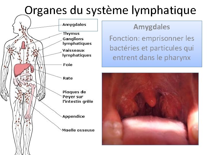 Organes du système lymphatique Amygdales Fonction: emprisonner les bactéries et particules qui entrent dans