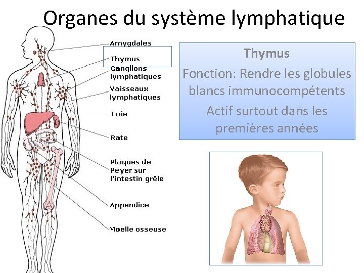 Organes du système lymphatique Thymus Fonction: Rendre les globules blancs immunocompétents Actif surtout dans