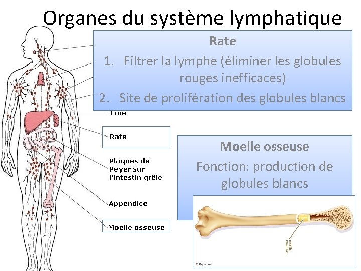 Organes du système lymphatique Rate 1. Filtrer la lymphe (éliminer les globules rouges inefficaces)