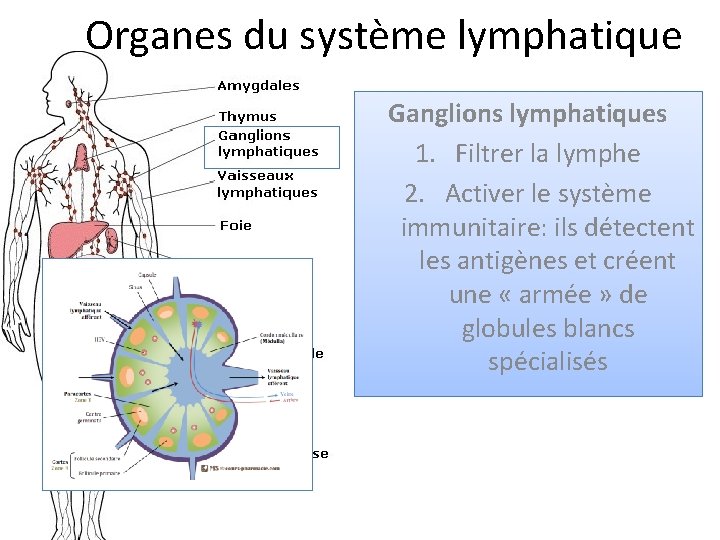 Organes du système lymphatique Ganglions lymphatiques 1. Filtrer la lymphe 2. Activer le système