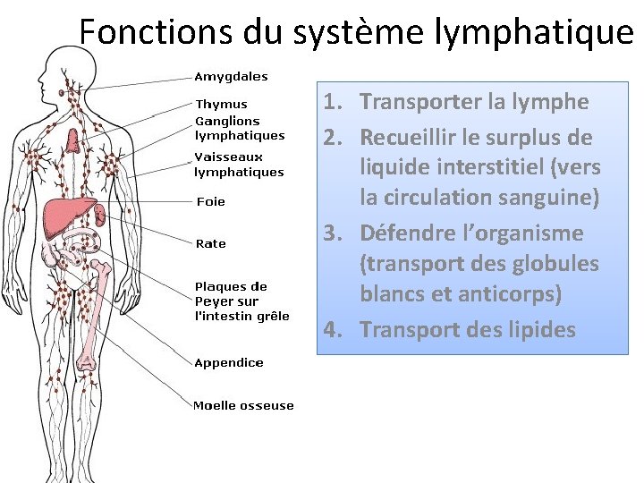 Fonctions du système lymphatique 1. Transporter la lymphe 2. Recueillir le surplus de liquide