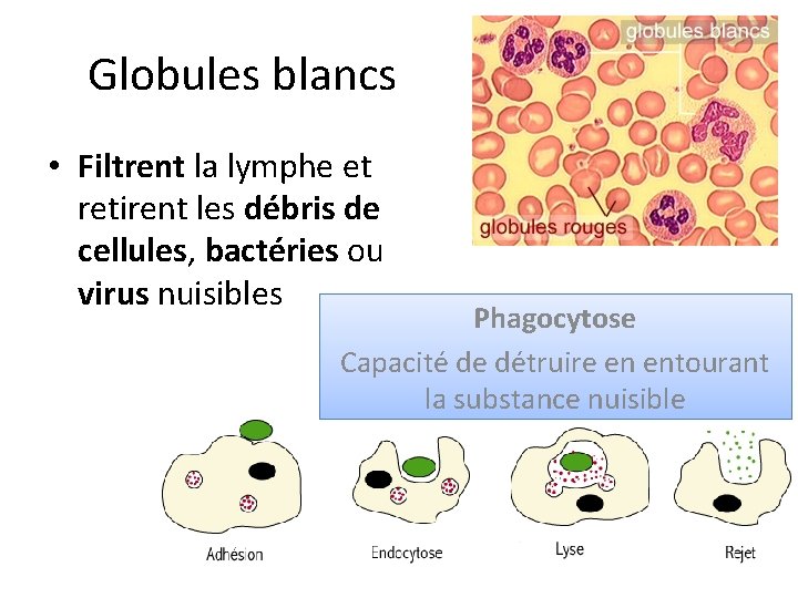 Globules blancs • Filtrent la lymphe et retirent les débris de cellules, bactéries ou