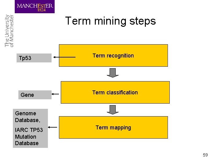 Term mining steps Tp 53 Gene Term recognition Term classification Genome Database, IARC TP