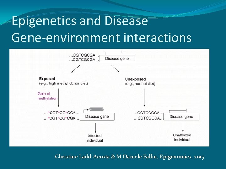 Epigenetics and Disease Gene-environment interactions Christine Ladd-Acosta & M Daniele Fallin, Epigenomics, 2015 