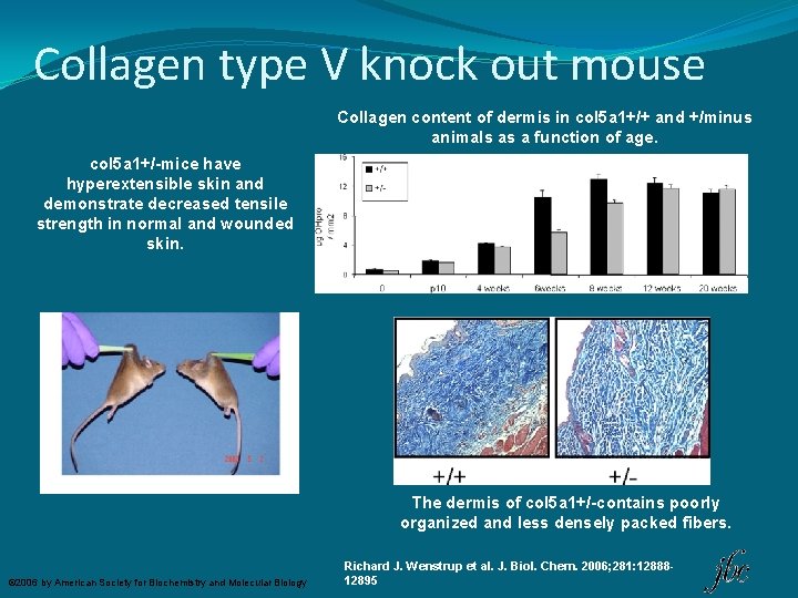 Collagen type V knock out mouse Collagen content of dermis in col 5 a
