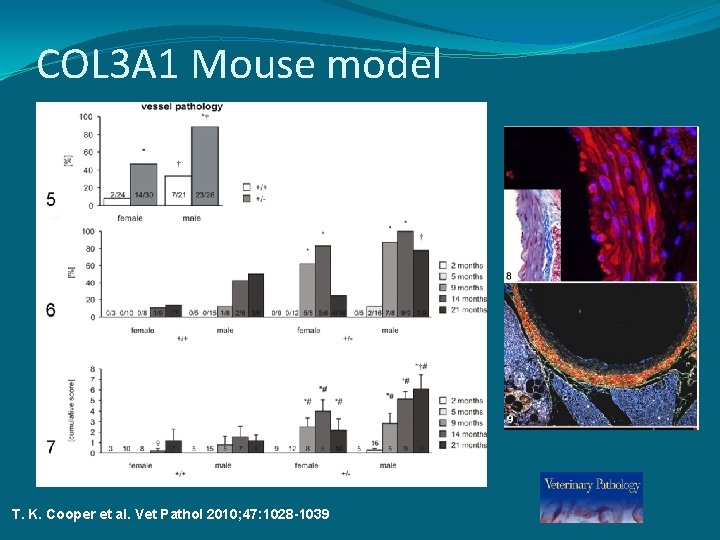 COL 3 A 1 Mouse model T. K. Cooper et al. Vet Pathol 2010;
