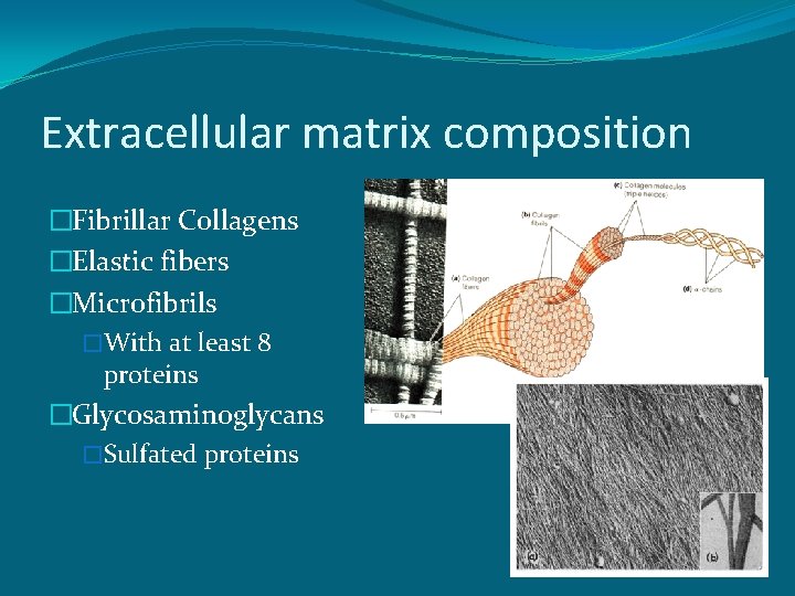 Extracellular matrix composition �Fibrillar Collagens �Elastic fibers �Microfibrils �With at least 8 proteins �Glycosaminoglycans