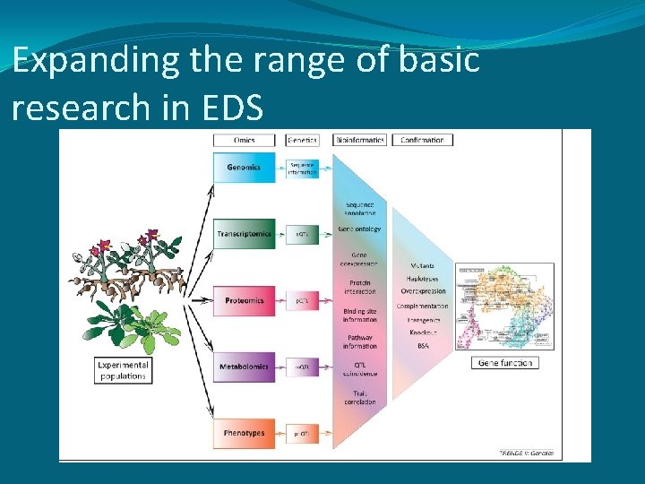 Expanding the range of basic research in EDS 