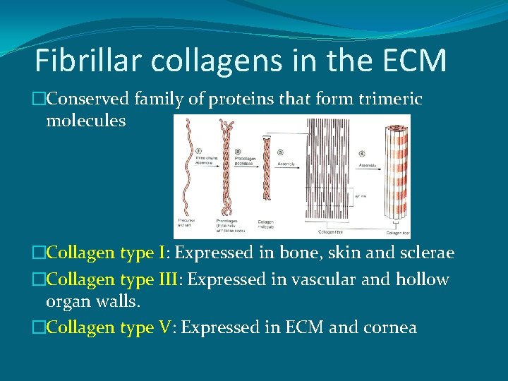 Fibrillar collagens in the ECM �Conserved family of proteins that form trimeric molecules �Collagen