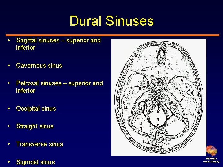 Dural Sinuses • Sagittal sinuses – superior and inferior • Cavernous sinus • Petrosal