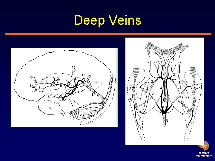 Deep Veins Michigan Neurosurgery 