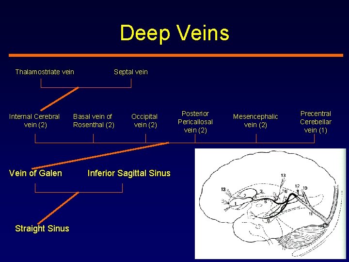 Deep Veins Thalamostriate vein Internal Cerebral vein (2) Vein of Galen Septal vein Basal
