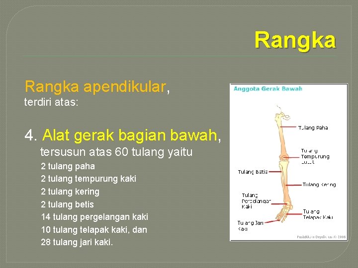 Rangka apendikular, terdiri atas: 4. Alat gerak bagian bawah, tersusun atas 60 tulang yaitu