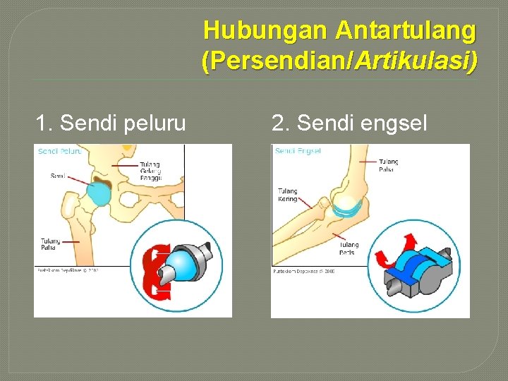 Hubungan Antartulang (Persendian/Artikulasi) 1. Sendi peluru 2. Sendi engsel 