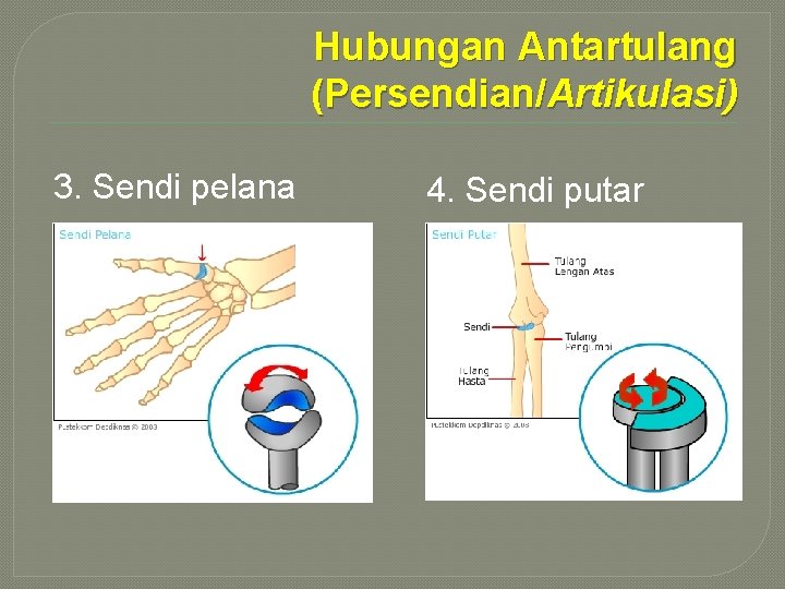 Hubungan Antartulang (Persendian/Artikulasi) 3. Sendi pelana 4. Sendi putar 