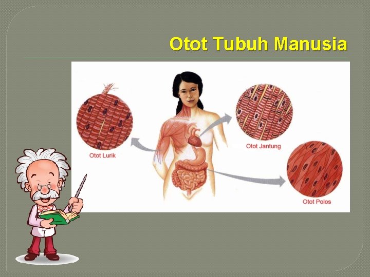 Otot Tubuh Manusia 